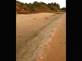 Dog Is Playing With Aunty's Panty