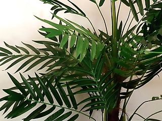 Monster Damsel Dimension Anime Porn Game Ozgames Playthrough Leve1