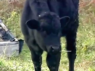 Бабушкины сказки.Царевна лягушка.(2003)